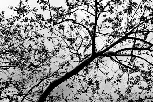 Grayscale Photo of Tree Branches