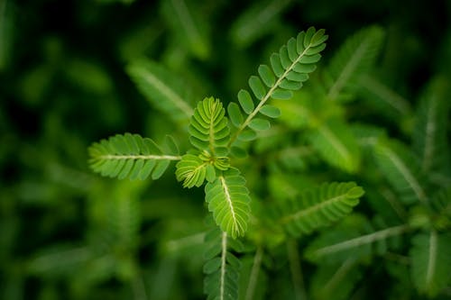 Green and White Plant in Close Up Photography