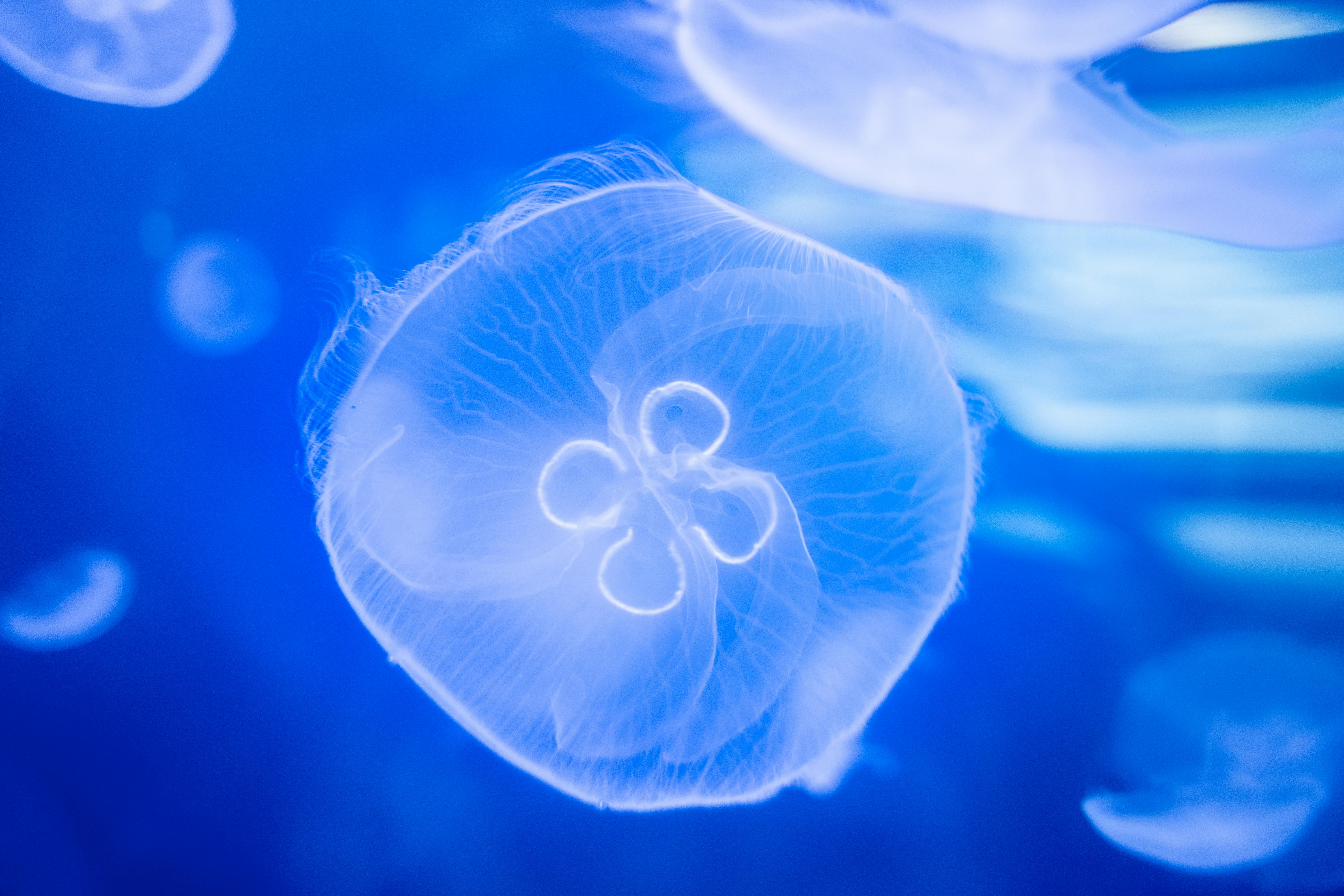 Jellyfish Underwater Photography · Free Stock Photo