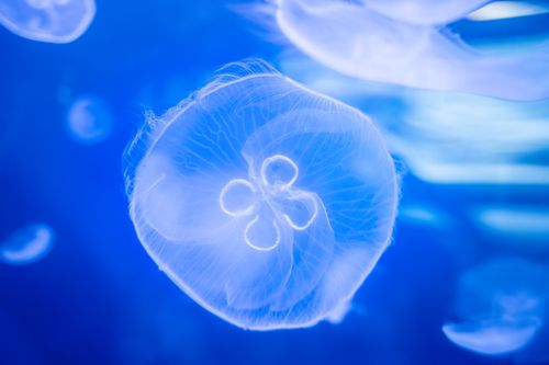 Free Close-up view of a glowing jellyfish floating gracefully in a vibrant blue aquarium environment. Stock Photo