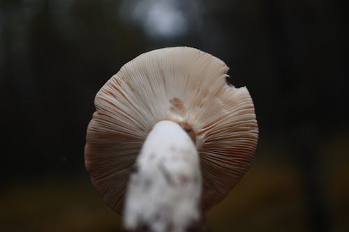 Бесплатное стоковое фото с гриб, крупный план, ядовитый гриб