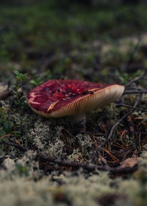 Red Mushroom in Close-Up Photography
