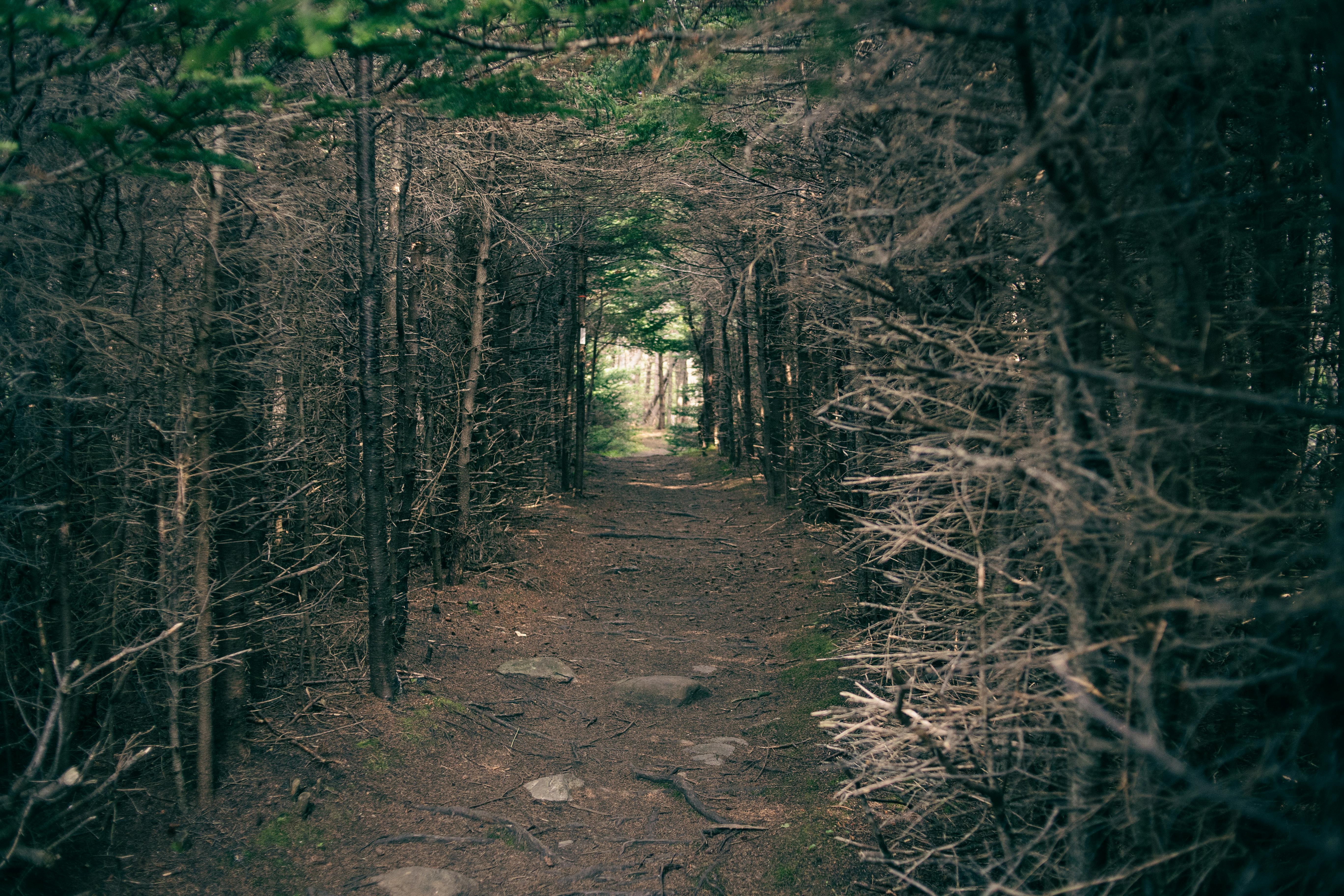 State Parks Series: Bald Eagle State Park has a plethora of outdoor recreation to choose from — Photo by Erik Mclean on Pexel