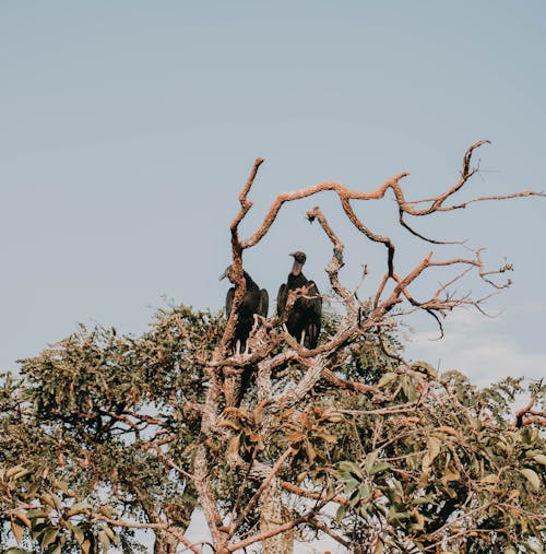 Photograph of Vultures on a Tree