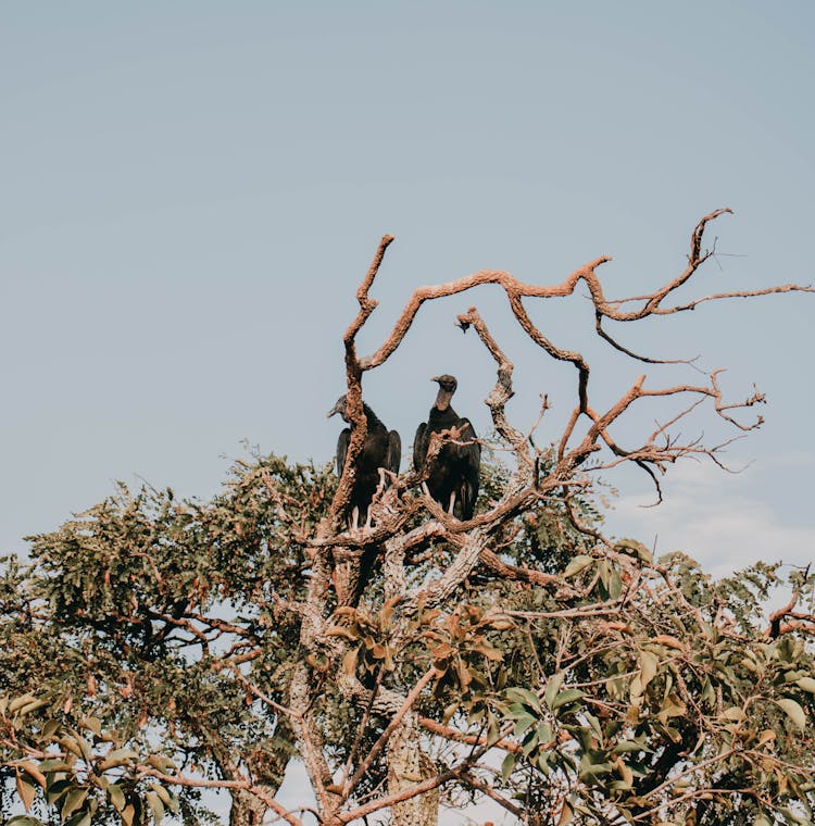 Photograph Of Vultures On A Tree