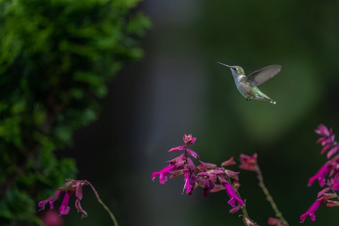 Hummingbird Flying by Flowers