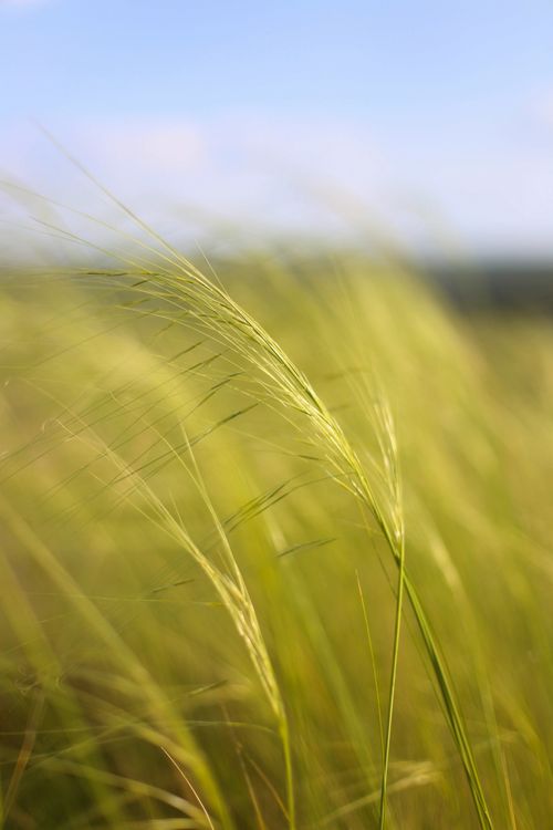 Free Detailed shot of wild grass in a field, highlighting natural beauty and movement. Stock Photo