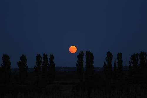 Silhouette of Trees during Night Time