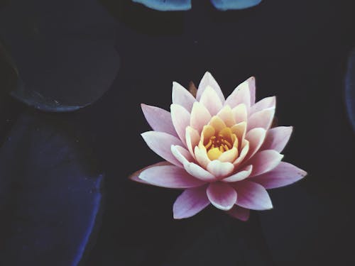 Free Pink Waterlily Flower in Full Bloom Stock Photo