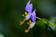 Purple Flower in Close Up Photography