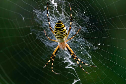 Close-up Photo of a Yellow and Black Spider on Web