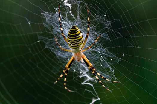 Yellow and Black Spider on Web in Close Up Photography