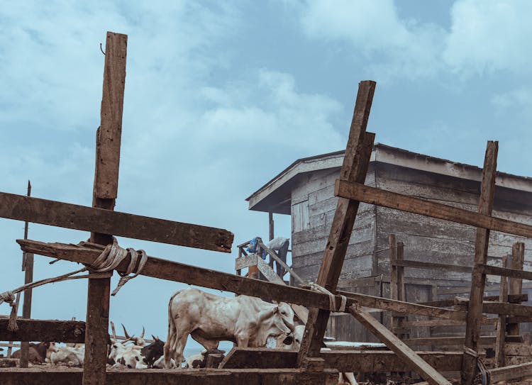 Cattle On Farm Outdoors