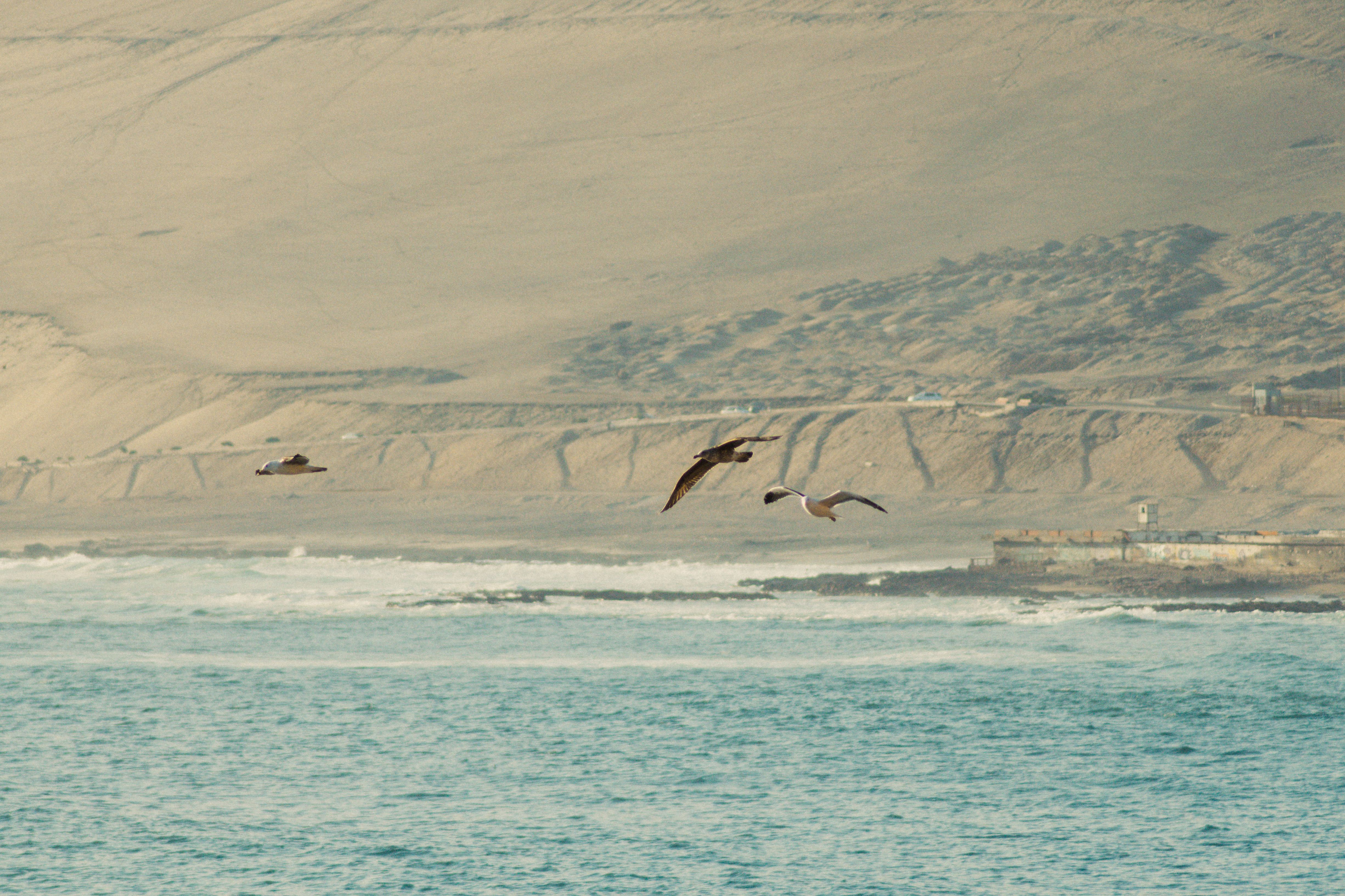 Morro de Arica