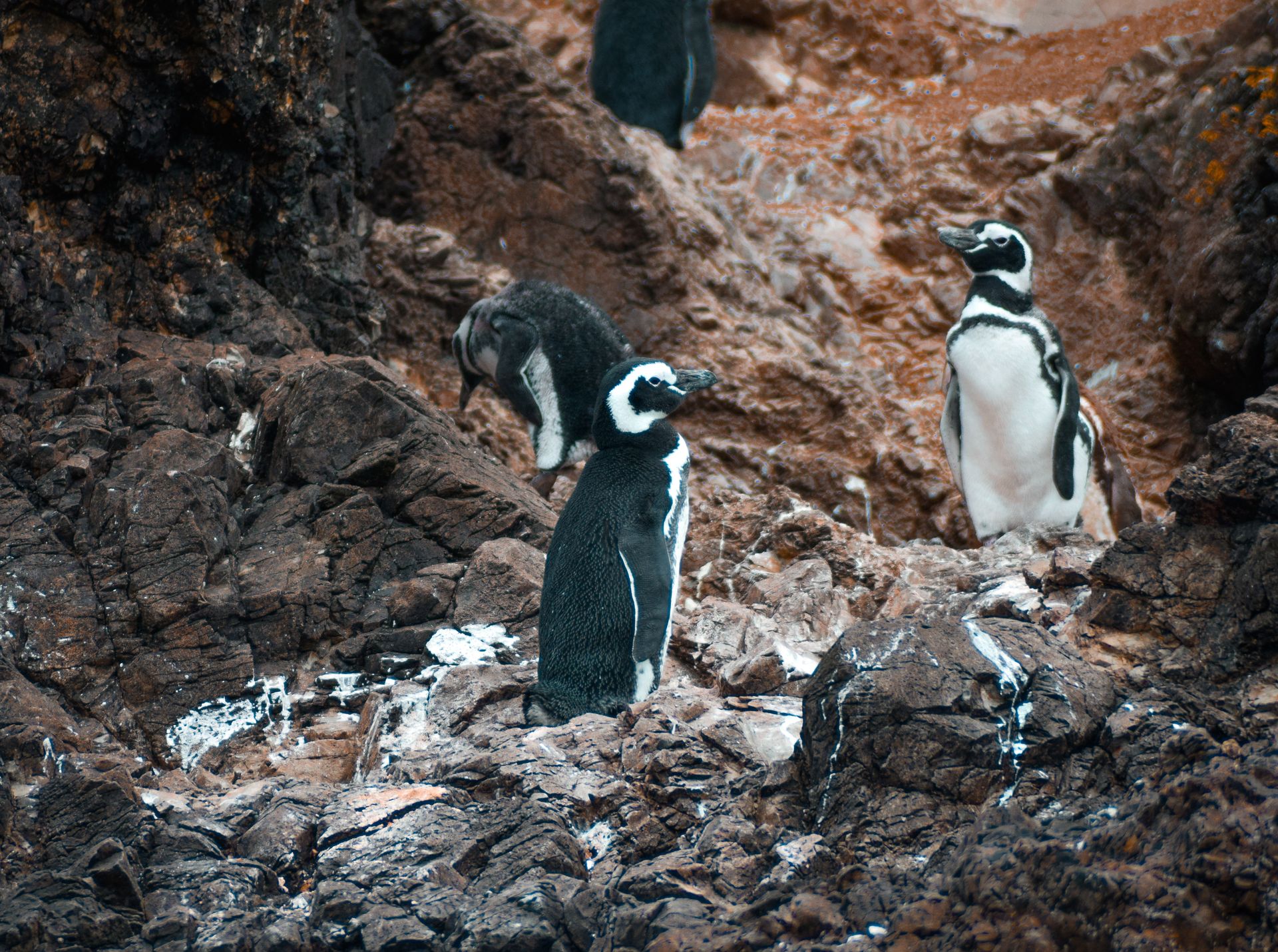 Magellanic penguins among rocky terrain in Los Lagos, Chile, displaying natural wildlife behavior.