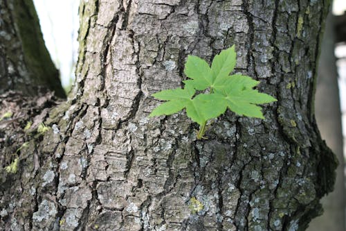 Free stock photo of bio, brown, green