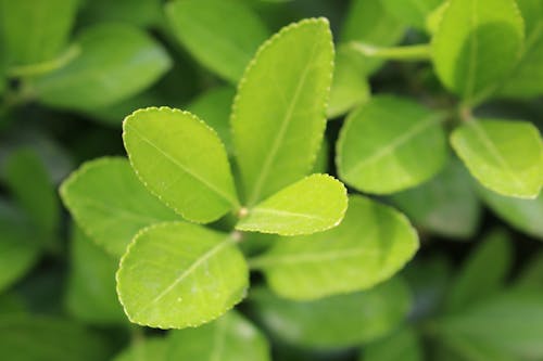 Free stock photo of bio, green, leafs