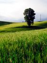 A Verdant Field