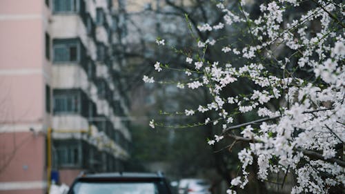 Безкоштовне стокове фото на тему «весна квітка, відділення, вродлива» стокове фото