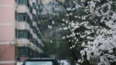 城市背景下，美丽的樱花绽放，捕捉到春天的精髓