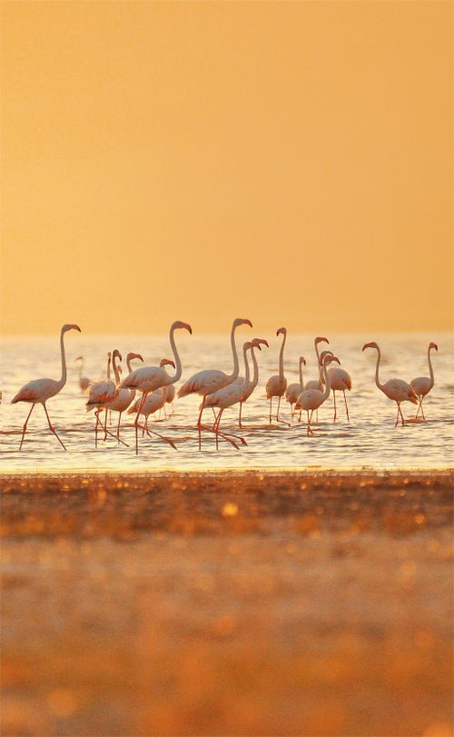 Free Elegant flamingos wade in the ocean at sunset, creating a serene beach scene. Stock Photo