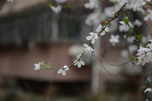 免费 白色花瓣花的浅焦点摄影 素材图片
