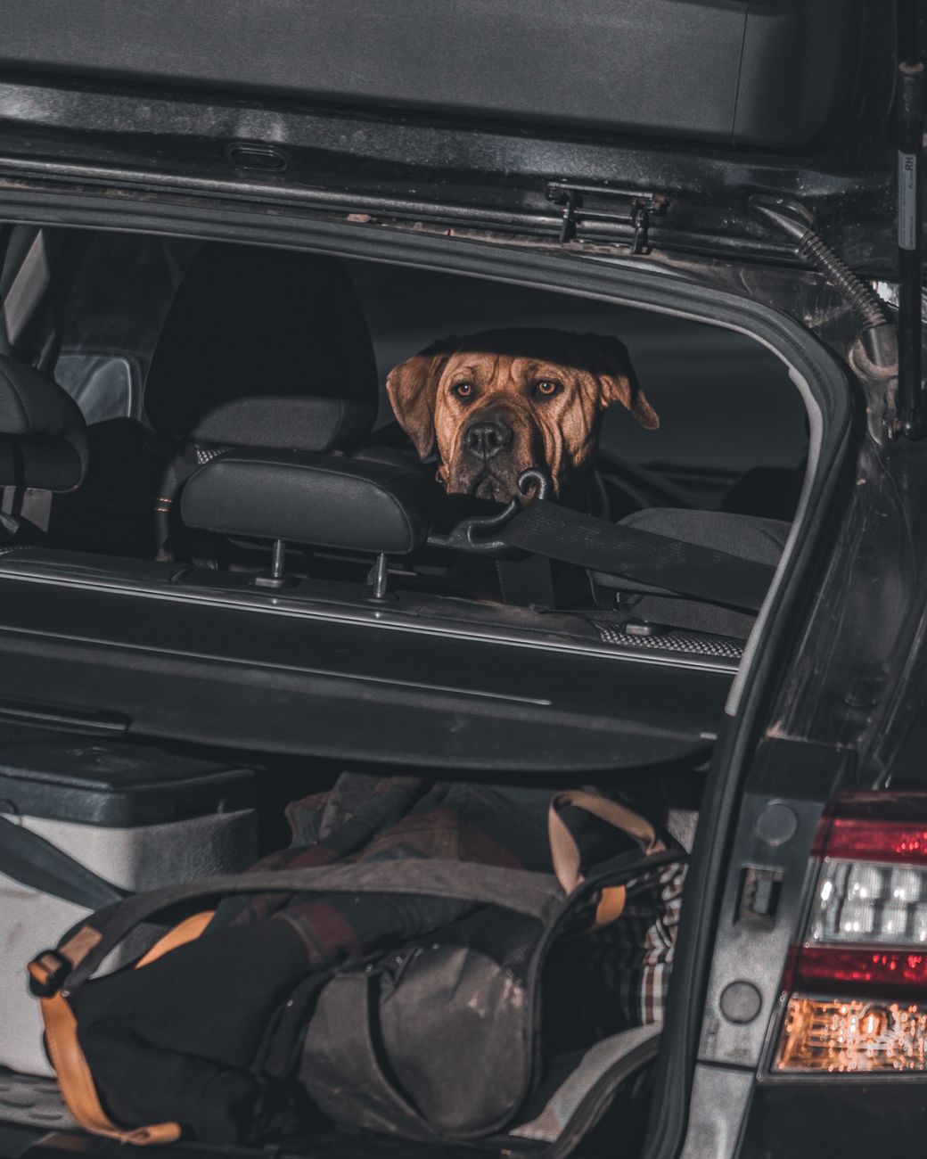 Dog peeking from a car trunk with luggage, road trip preparation.