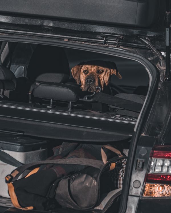 Dog traveling in the rear of a vehicle with luggage