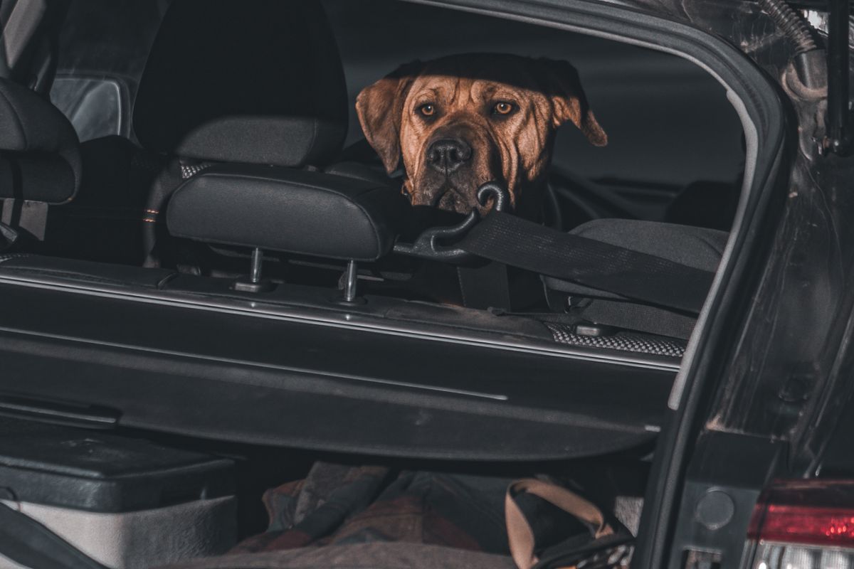 Perro viajero en una escena de viaje asociada a Perú