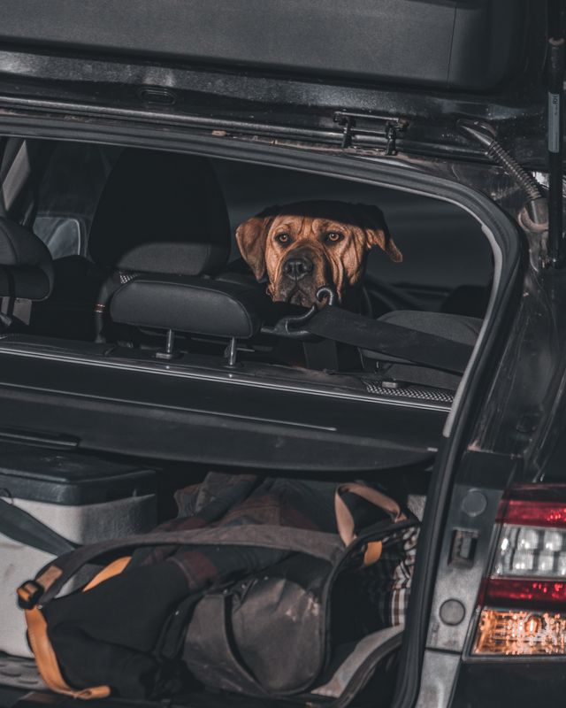 Perro viajero en una escena de viaje asociada a Brasil