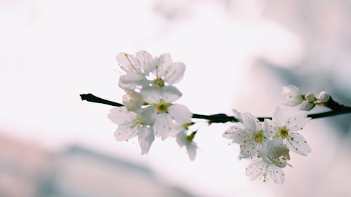 Fleurs Pétales Blanches