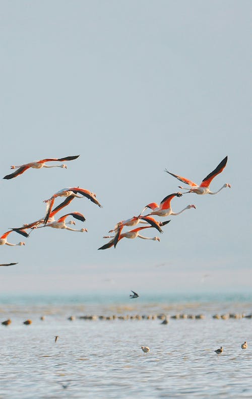 Darmowe zdjęcie z galerii z dzika przyroda, dziki, flamingi