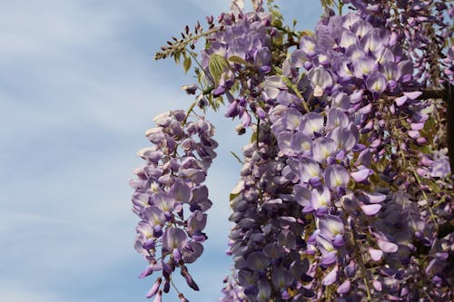 Free stock photo of flower, flowers, light purple