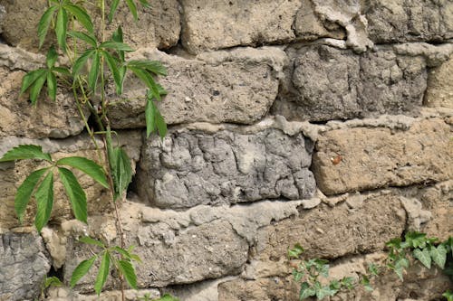 Free stock photo of brick, green, plants