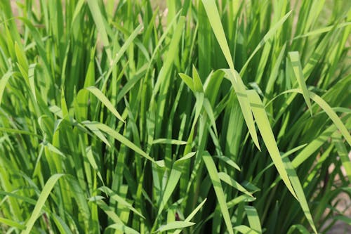 Free stock photo of fu, grass, green