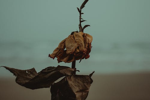 Kuru Yaprakların Sığ Fotoğrafı