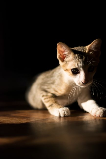 A cute kitten curiously exploring indoors with soft lighting highlighting its features.