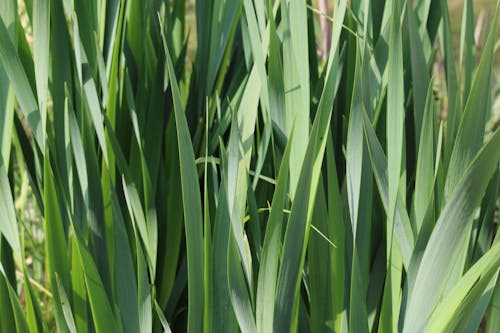 Free stock photo of fu, grass, green