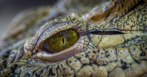 Free Photo of Brown and Green Reptile Stock Photo