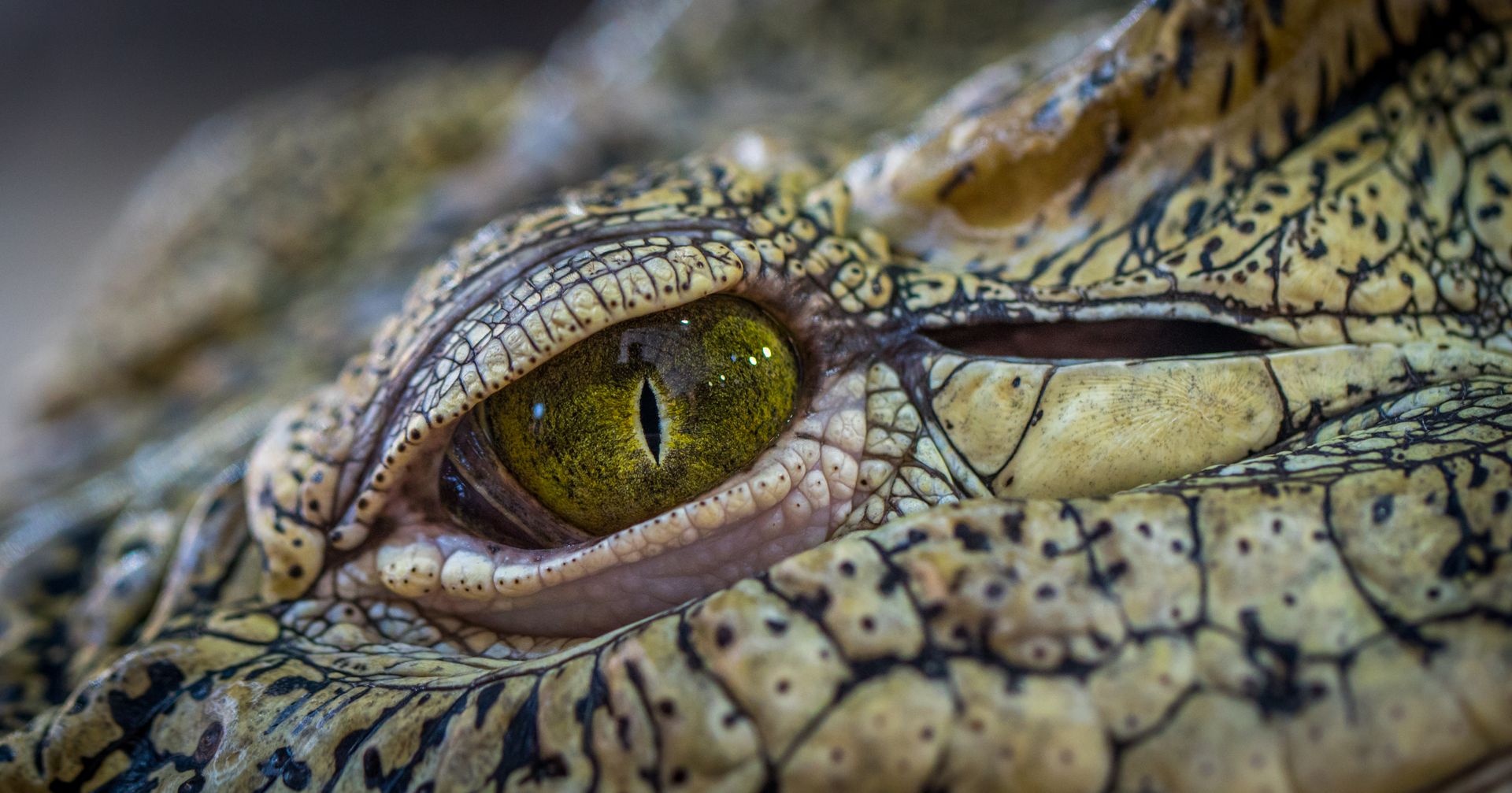 Photo of Brown and Green Reptile
