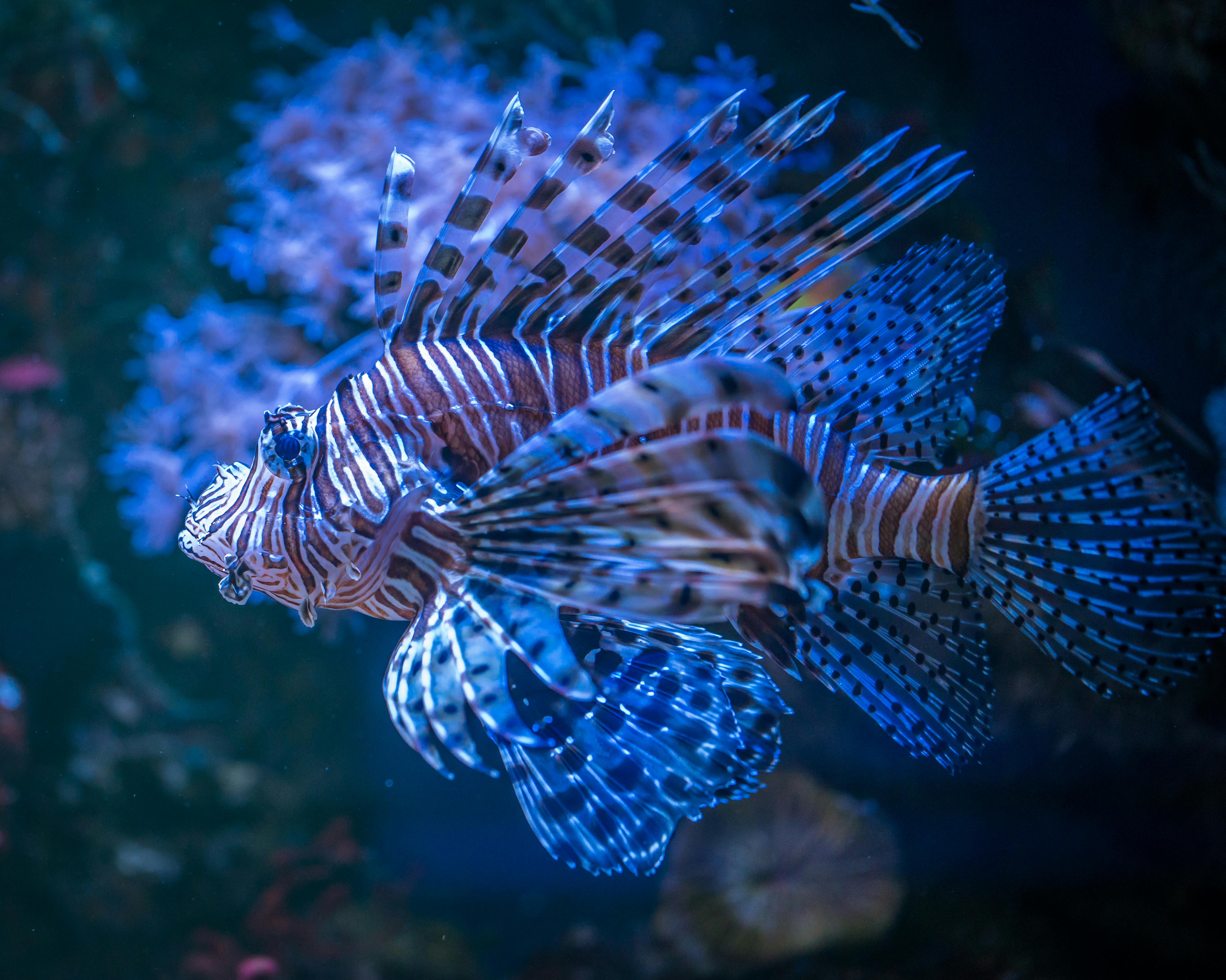 Free stock photo of aquarium, fish