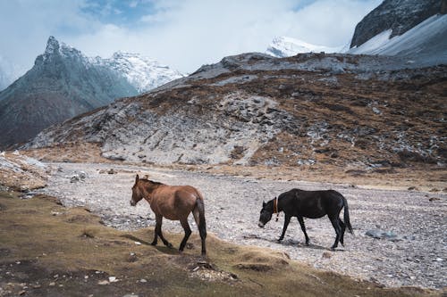 Foto profissional grátis de alpino, altiplano, fauna nativa