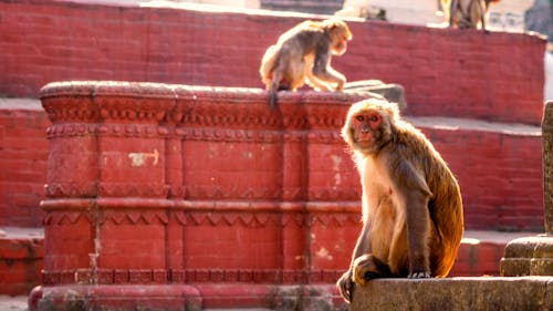 Free stock photo of baby monkey, monkey sitting, nepal