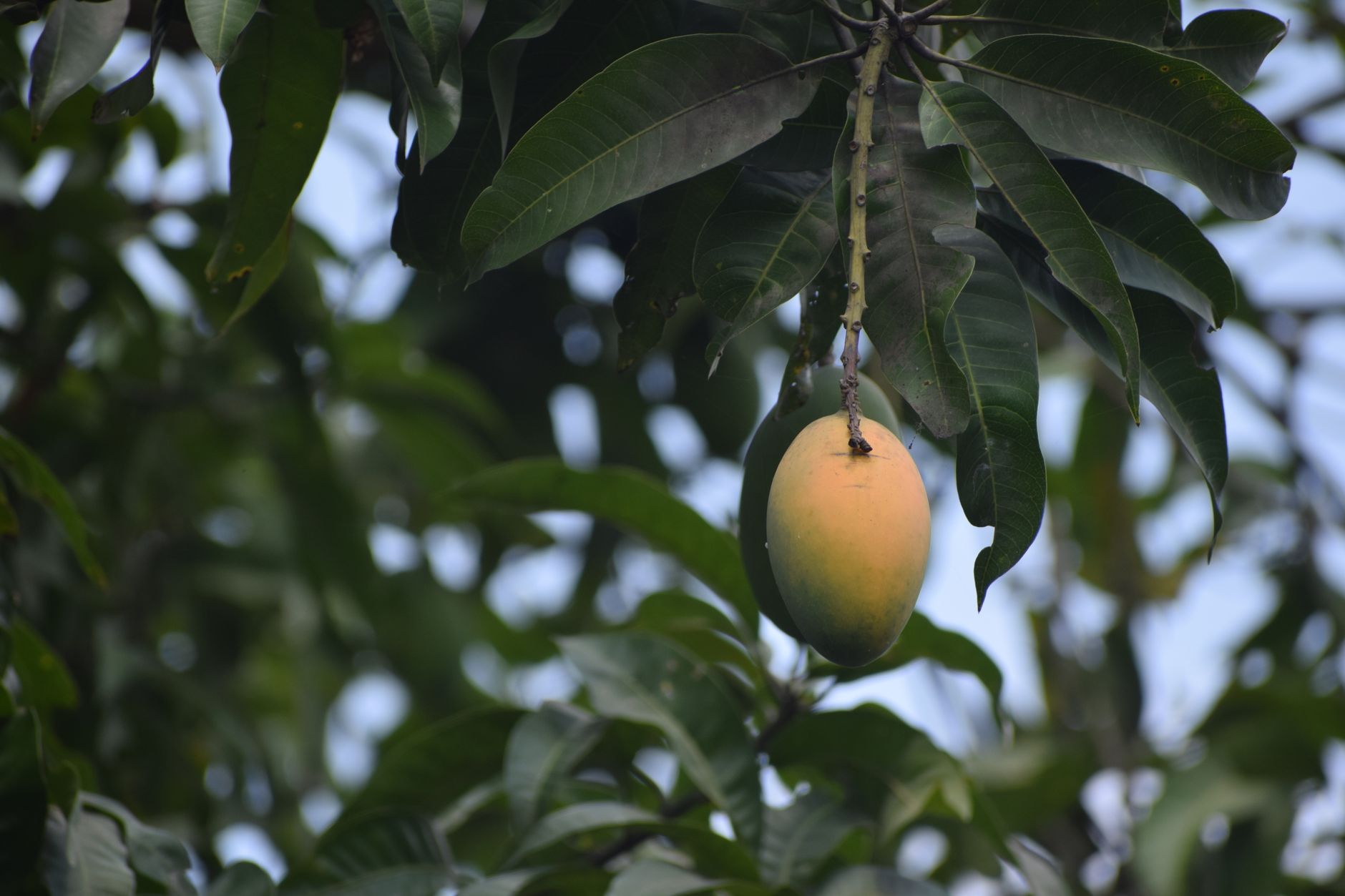 Fresh mango hanging from a tree branch, surrounded by lush green leaves.