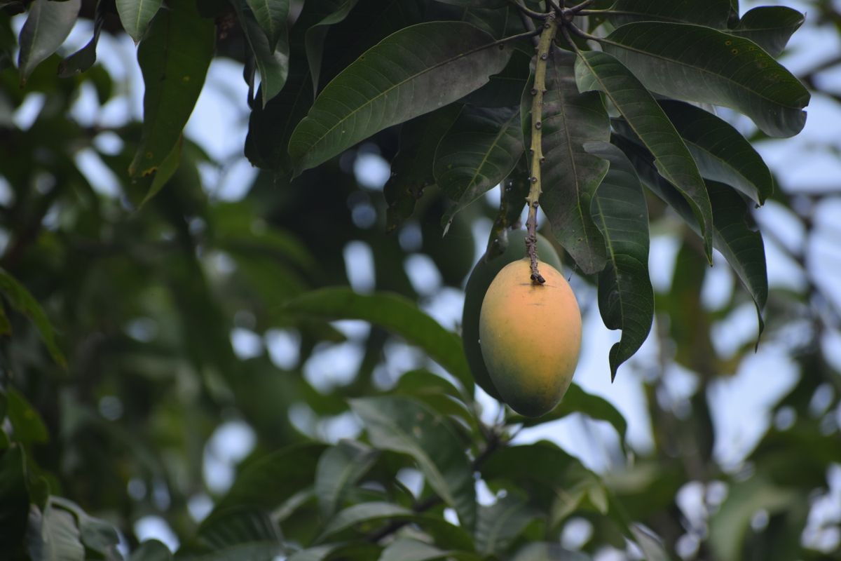 Judge maturity on the tree — full shoulders and a colour break mean the fruit will ripen evenly and keep.