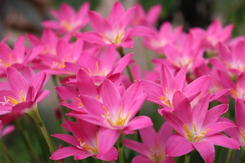 Free Close Up Photo of Pink Flowers Stock Photo