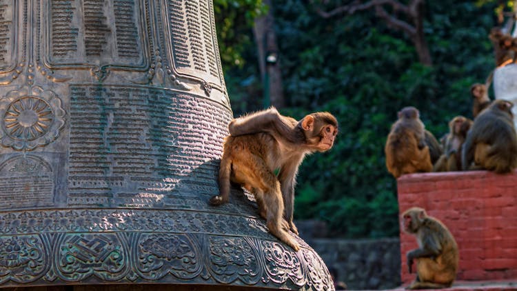 Monkey Sitting On Brass Bell