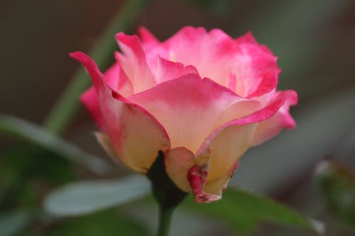 Free stock photo of flower rose Stock Photo