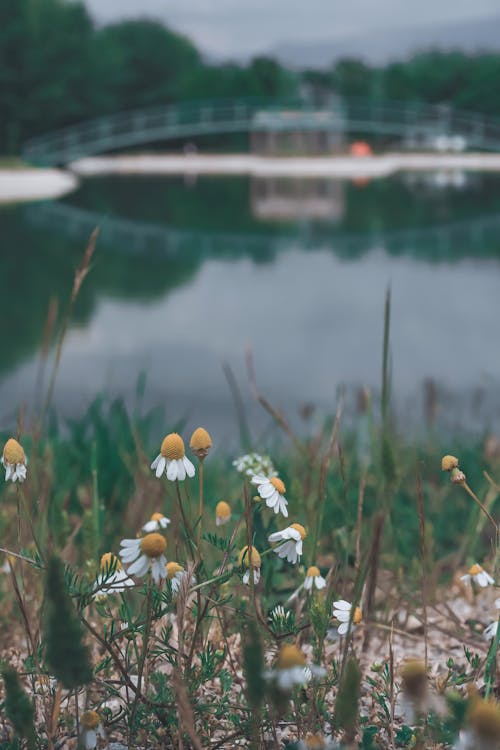 Close-up of Chamomile Flowers on a Field by the Water 