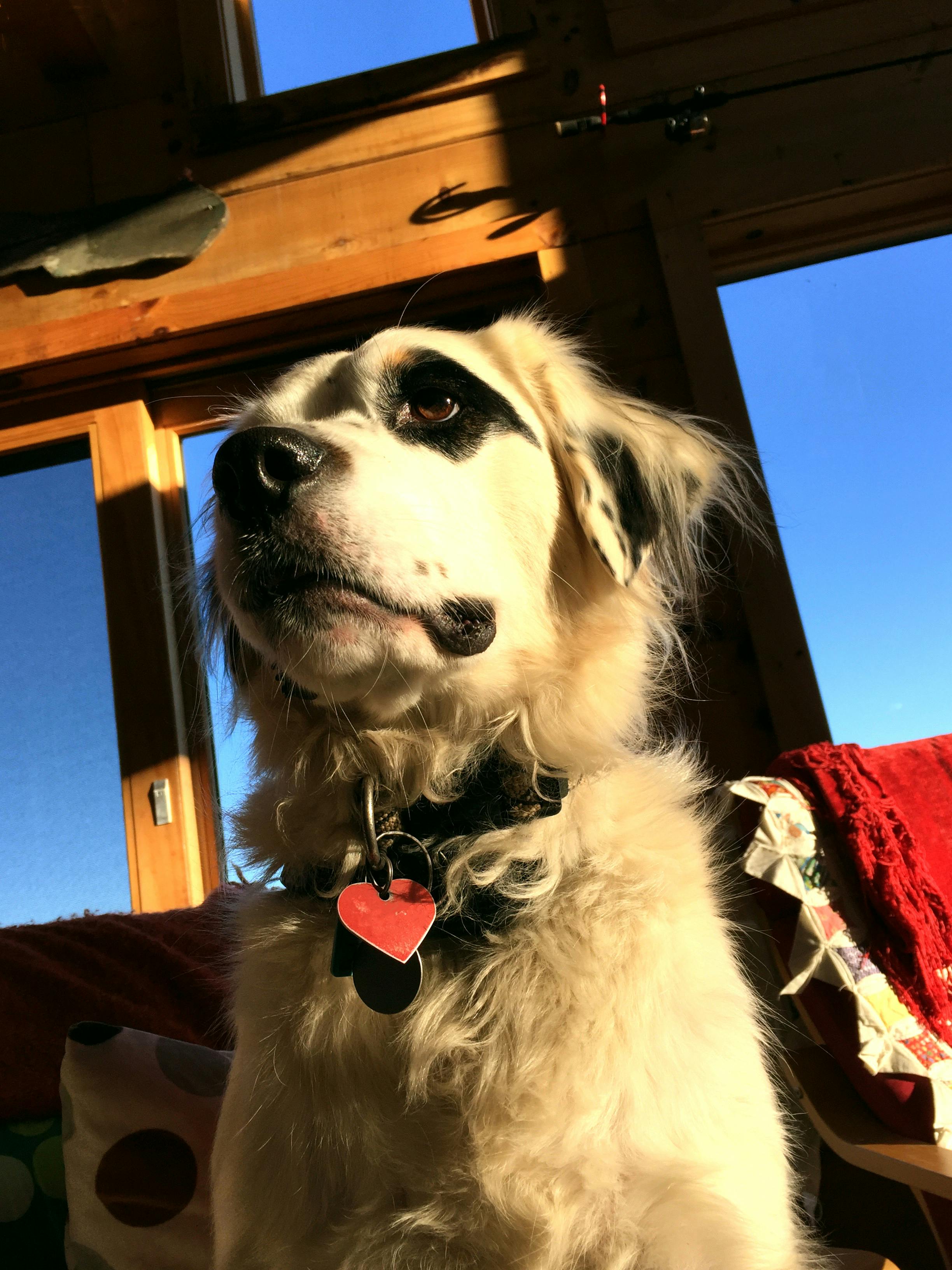 Kostenloses Foto zum Thema englisch setter, hund, jagdhund